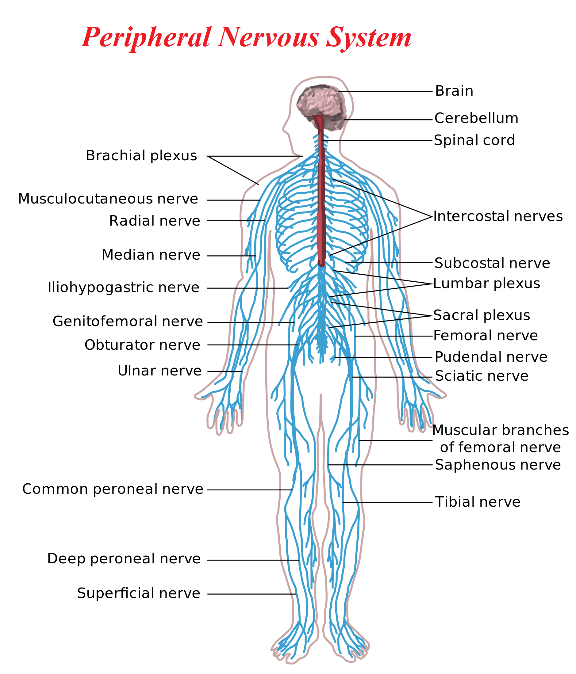 Job of the peripheral nervous system