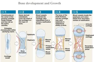 bone growth development ossification cartilage