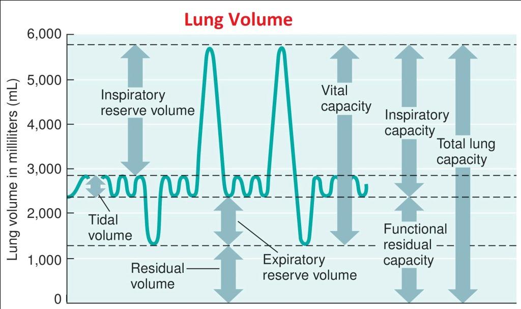 Lung Capacity And Age Chart
