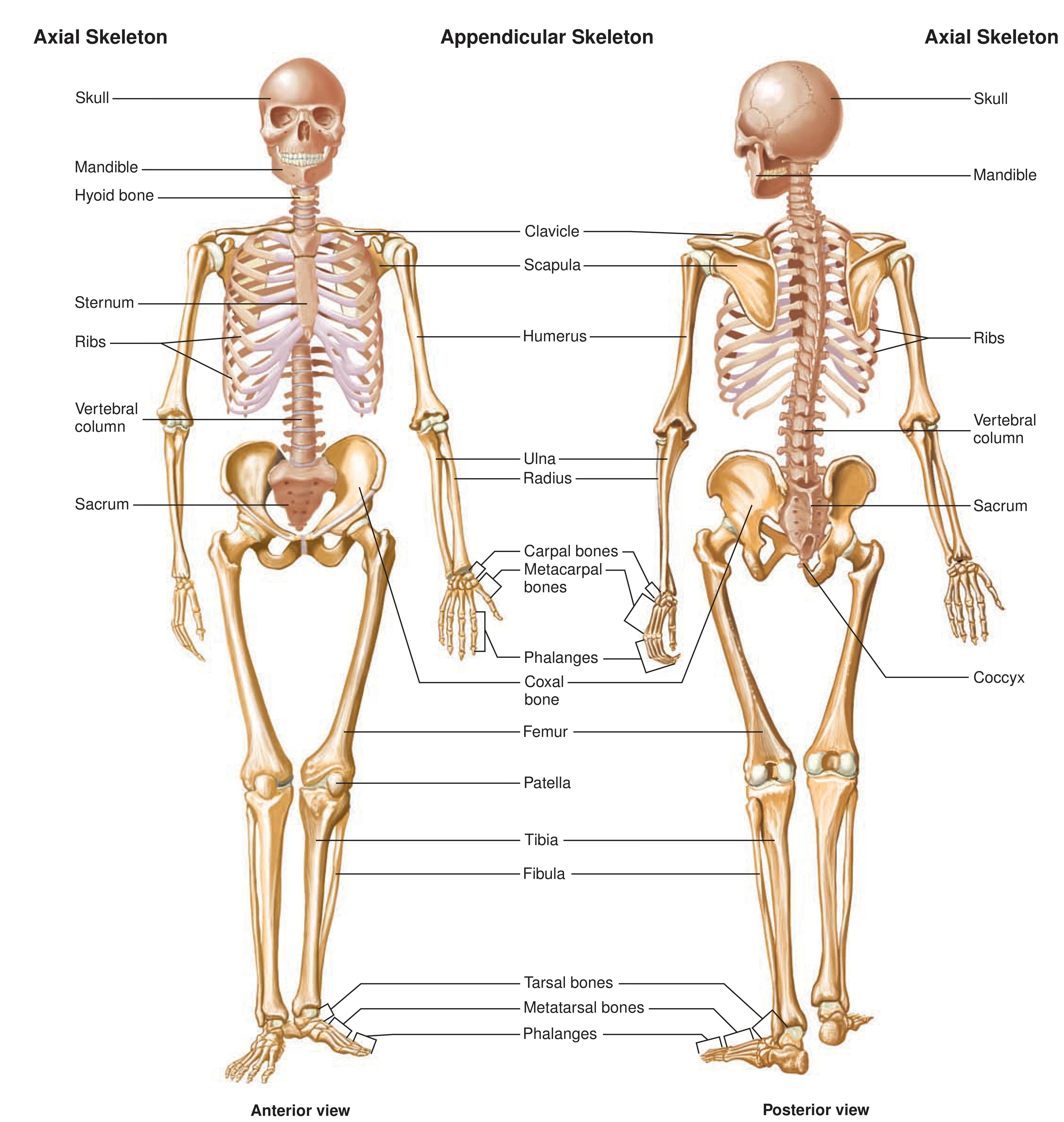 Скелет с названиями костей на русском языке. Кости скелета на русском и на латыни. Строение костей человека с названиями. Скелетная система человека анатомия. Строение скелета человека вид спереди.